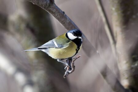 The big titmouse sits on a tree branch in winter dayの写真素材