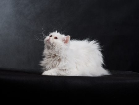Adult house Persian cat of a white color on a black background with illumination by kontrovy lightの写真素材