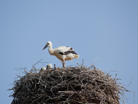 The white stork young baby birds costs in a big nest from rodsの写真素材