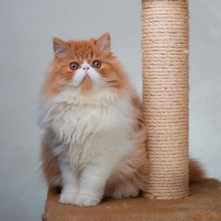 House Persian kitten of a red and white color on simple backgroundの写真素材