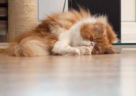 House Persian kitten of a red and white color on simple backgroundの写真素材