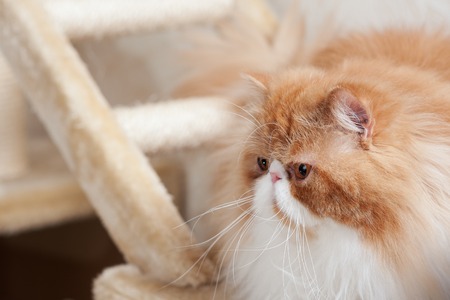 House Persian kitten of a red and white color on simple backgroundの写真素材