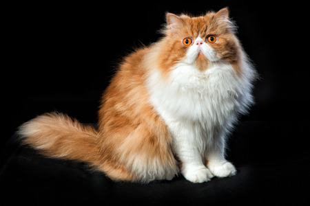Red big adult persian cat costs on a black backgroundの写真素材