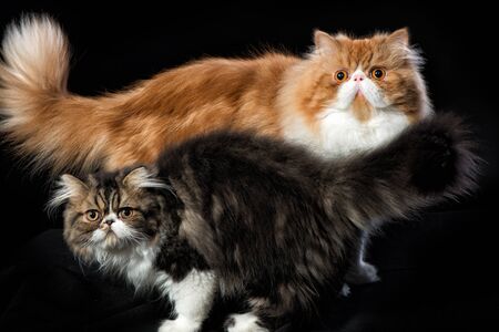Red big persian cat and dark persian little kittenの写真素材