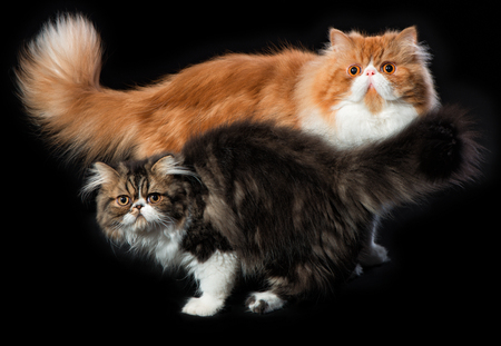 Red big persian cat and dark persian little kittenの写真素材