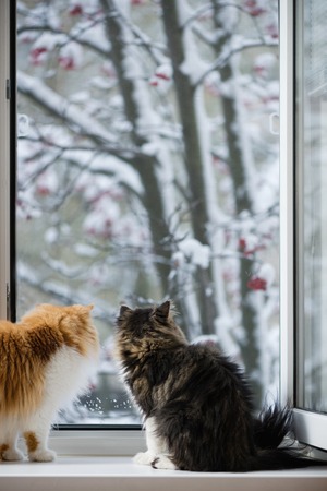 The Persian cats look out of the window on the winter park with trees in snowの写真素材