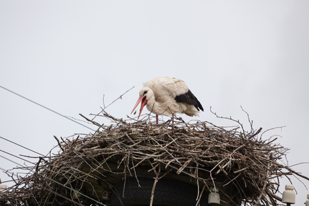 The adult white stork in a nest catches a beak of sternsの写真素材