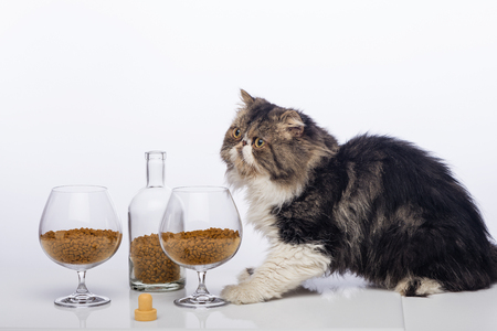 Black-and-white Persian cat, bottle cognac and two glass filled with a dry feed for catsの写真素材