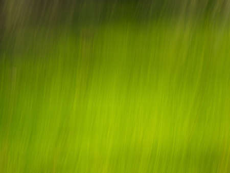 Blur abstract light green lines on dark green background.の写真素材
