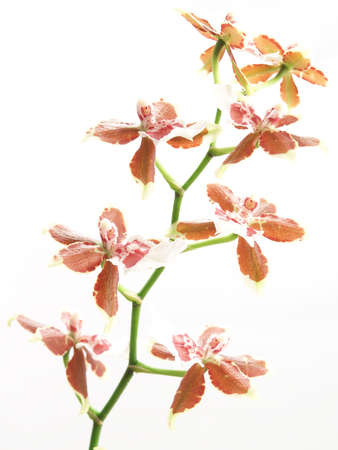 blooming oncidium  with fresh green stem on white background   の写真素材