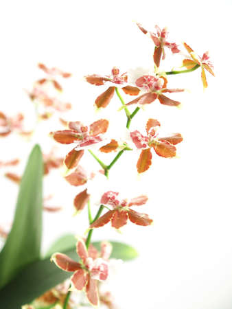 Blooming oncidium with litel flower on white backgoundの写真素材