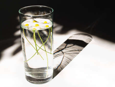 Glass with water and daisy on white table with dark shadowの写真素材