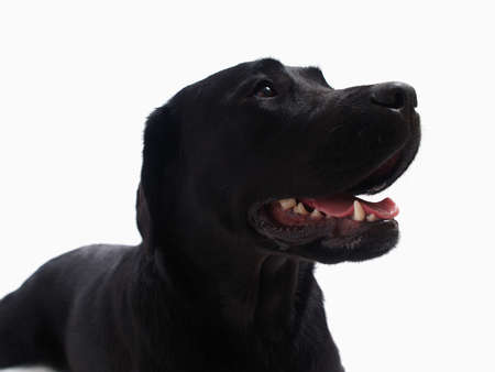 Head of black labrador retriever. dog lie on floorの写真素材
