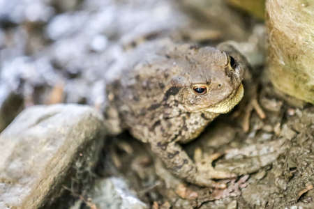 close up of a toad between stones on the shore of a water pond with a blurred background