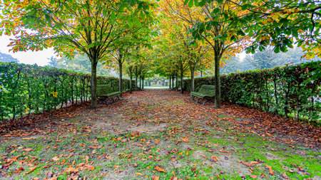 Walkway between trees and bushes with two benches facing each other in the countryside, day at the beginning of the autumn, province of Noord-Brabant, the Netherlands Hollandの写真素材