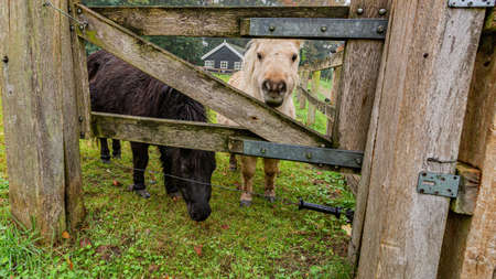 Two ponies seen through a wooden fence gate on an equestrian farm, day at the beginning of the autumn in the province of Noord-Brabant, the Netherlands Hollandの写真素材