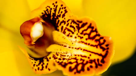 Close-up of labellum with small black spots, column, anther cap and petals of a yellow orchid, macro photographyの写真素材