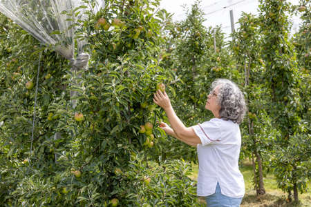 Mature female gardener checking the quality of the apple that is in a ripening process in her apple...
