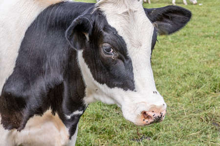 Dutch Holstein cow on a side close-up of its head with black and white fur, cow quietly grazing in a...