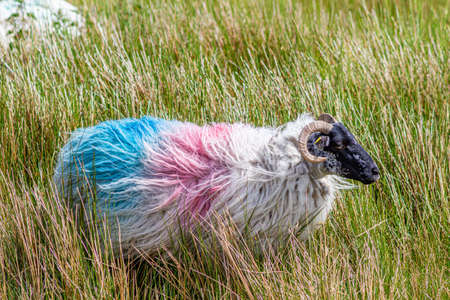 Scottish blackfaced sheep painted with red and blue paint among the grass in the Irish countryside, sunny spring day in Irelandの写真素材