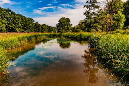 Pond in the middle of a swampy meadow surrounded by trees with green foliage and thick green grass,...