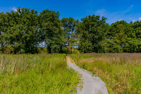 Metal footpath in the middle of a swampy ground with thick grass leading to huge trees with green...