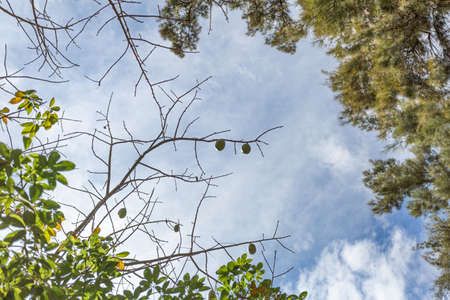 Branches with and without leaves of the Kapok tree with its seed pods and the branches of a pine...