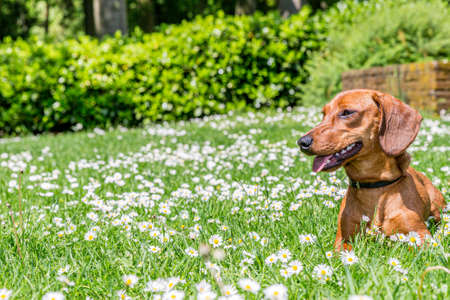 Brown short haired dachshund lying calmly on the green grass with white wild daisies with green bushes in the blurred background, sunny day in the park. Space for textの写真素材