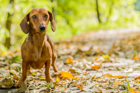 Light brown short haired dachshund standing on a dirt road covered in dry leaves with a green blurred background, looking at the camera, enjoying a sunny autumn day in the woods. Space for textの写真素材