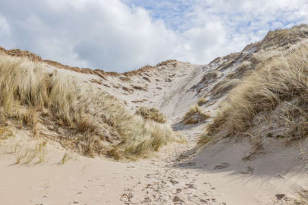 Coastal dunes with white sand and wild grass in a Dutch reserve, sunny spring day with a sky covered by white clouds in Schoorlse Duinen, North Holland, Netherlandsの写真素材