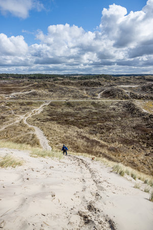 Dune nature reserve, a woman going down a hill among white sand, grass, dry heather and trees in the background, the sky covered with clouds in Schoorlse Duinen, North Holland, Netherlandsの写真素材