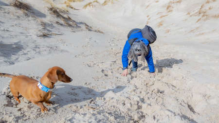 Brown short haired dachshund watching his owner, a mature woman climbing a coastal dune among white...