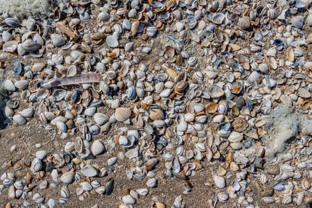Beach with small warm colored shells, gray, brown, yellow, white and sea foam, sunny spring day in...