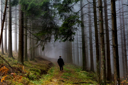 Hiking path between huge pine trunks in the forest, mature woman walking with her back to the camera, black winter clothes, gray shawl and cap, cold morning with thick fog in the Belgian Ardennesの写真素材