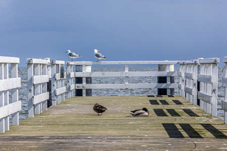 Two seagulls standing on a wooden fence and two ducks on the wooden walkway at the pier, horizon...