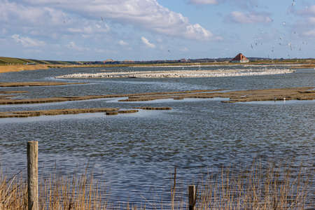 Lagoon a safe haven for birds during bird migration, swamps and puddles at the foot of the Hondsbossche Zeewering, horizon in the background at Harger en Pettemerpolder, Noord-Holland, Netherlandsのeditorial素材