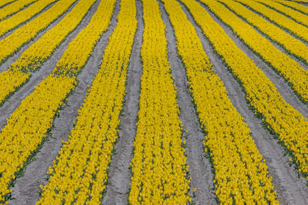 Landscape of a field with yellow tulip flowers in a straight line, Dutch agricultural land, seen from a top aerial perspective, sunny day in Noord-Holland in the Netherlandsの写真素材