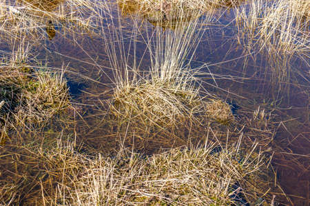 Close-up of brown wild grass covered in water on a swampy ground, sunny day in the Dutch nature...