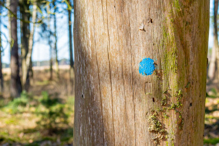 Tree trunk marked with a blue dot, trees in the background blurred, sunny da in the Dutch nature reserve Natuurpoort Vennenhorst, Netherlands. Cutting down dangerous trees as forest protectionの写真素材