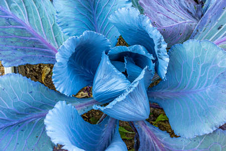 Close up of a cabbage plant with its huge brownish bluish green leaves growing against the ground of...