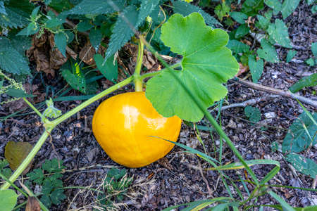 Plant with a small orange pumpkin growing among green leafy leaves against the ground, a hot sunny day in a home organic garden. Concept of bio, biological and natural cultivation at homeの写真素材