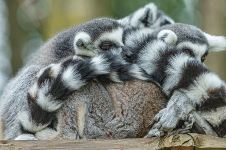 Group of lemurs sleeping and huddled against each other with a blurred background, grayish fur, striped tail with black rings, sunny day in a nature reserve. Animals in wildlife conceptの写真素材