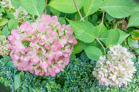 Pink purple and white hydrangea flower against the green leaves of the plant, blurred background....