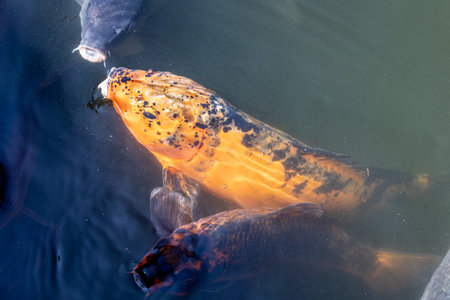 Close-up of three koi fish in a pond against water in the background, sunny day in a Japanese garden, mix of colors with a combination of orange with blackの写真素材