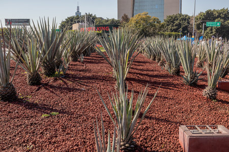 Guadalajara, Jalisco Mexico. January 8, 2023. Agave plants planted in Glorieta Minerva against blue sky, buildings in background, decoration gardening, sunny day in the cityのeditorial素材