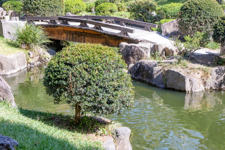 Pond in a Japanese garden surrounded by green grass and leafy trees with a bridge in background, calm and sunny day in Bosque Colomos public park, Guadalajara, Jalisco Mexicoの写真素材