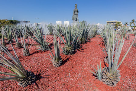 Guadalajara, Jalisco Mexico. January 8, 2023. Agave plants on stony red ground, decorating Glorieta Minerva fountain against blue sky, Roman Goddess and buildings in background, sunny day in the cityのeditorial素材