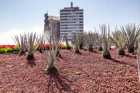 Guadalajara, Jalisco Mexico. January 8, 2023, Glorieta Minerva with blue agave plants, statue of Roman goddess on the fountain against blue sky in background, decorative gardening, sunny day in cityのeditorial素材