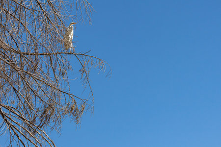 Top perspective closeup of bare tree branches with a white heron perched against clear blue sky, calm and slightly in profile, sunny day in a nature reserveの写真素材