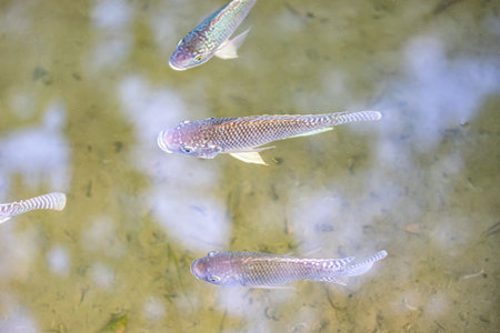 Pond with transparent water with three fishes swimming and seeing sediments on background, sunlight is slightly reflected on surface of the water, sunny spring day in a nature reserveの写真素材